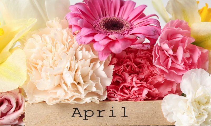 福井市高木北メンテナンスケアサロンのApril限定メニューのお知らせ